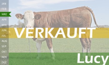trchtige Fleckvieh Kalbin zu verkaufen, beweidet und ruhig